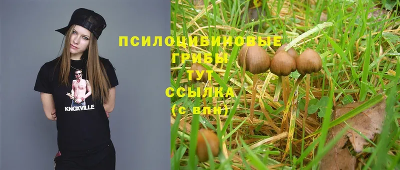 Псилоцибиновые грибы Magic Shrooms  купить наркотики сайты  Болотное 